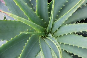 plantes aloe vera