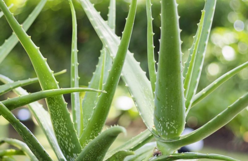 aloe vera